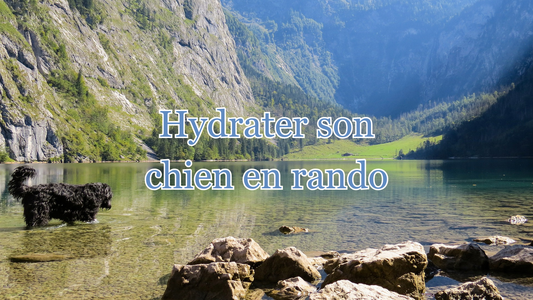 Comment bien hydrater son chien en randonnée 