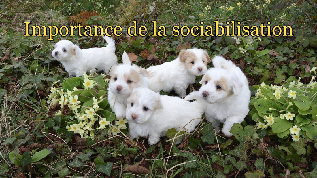 Imprégnation et sociabilisation du chiot : les phases clés pour un chien équilibré