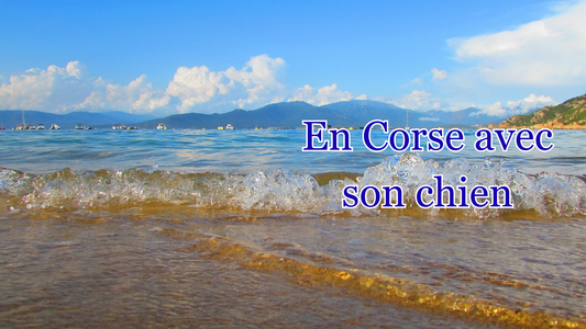 Voyager avec son chien en Corse - nos campings coup de cœur