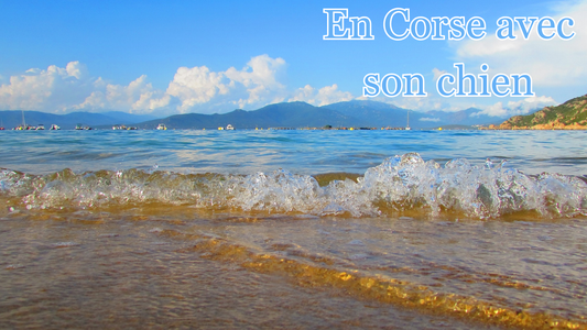Voyager avec son chien en Corse - nos campings coup de cœur
