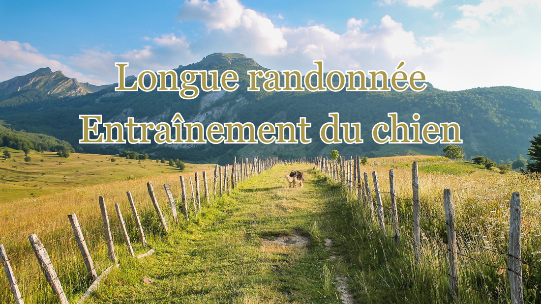 Comment préparer son chien à une rando de plusieurs jours en 9 étapes