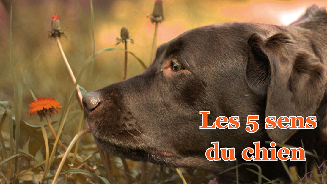 les 5 sens du chien : ce que le chien perçoit vraiment