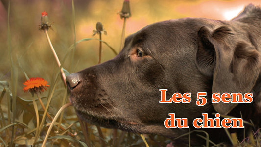 les 5 sens du chien : ce que le chien perçoit vraiment