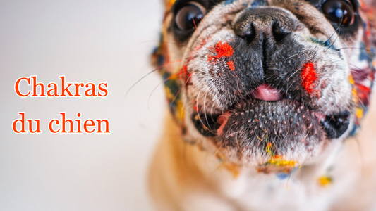les 8 chakras principaux du chien 