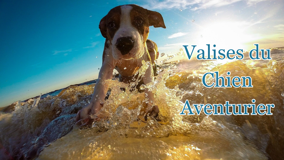 Quel matériel choisir pour partir à l'aventure avec son chien