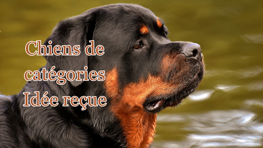les chiens de catégorie sont agressifs - idée reçue