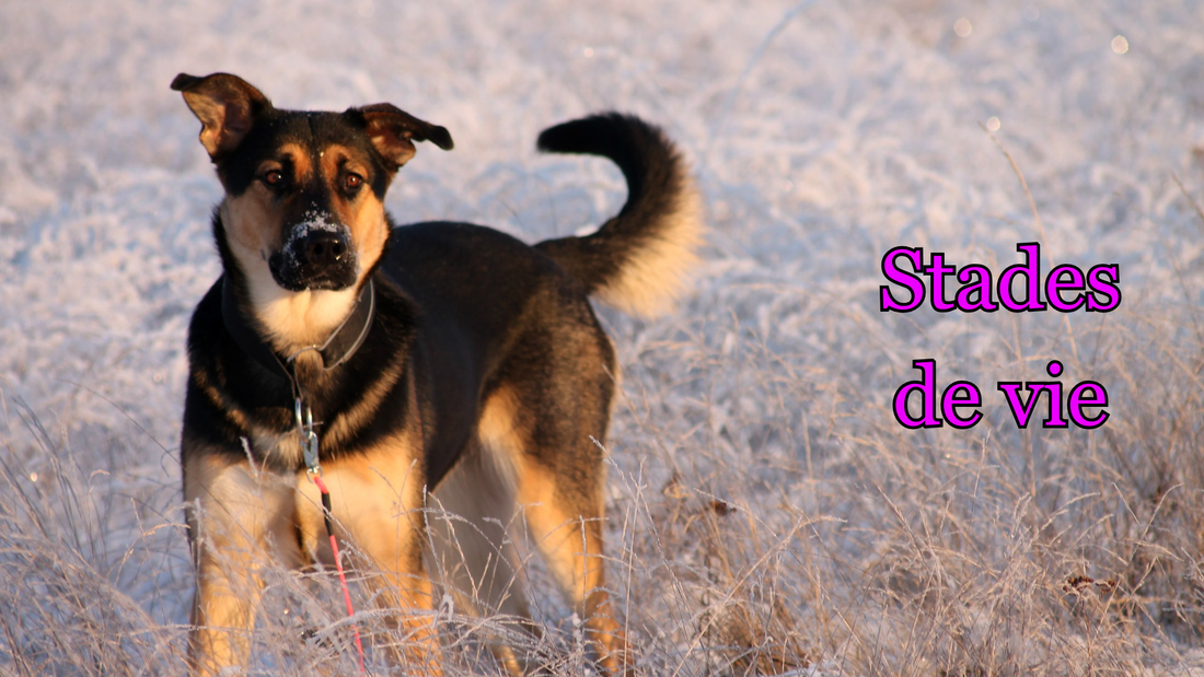 les différents stades de vie du chien 