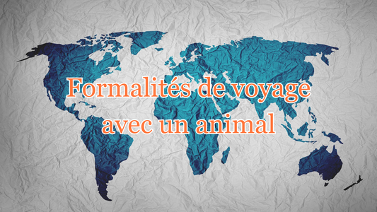 Modalités pour voyager avec un animal dans le monde