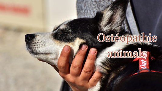 Ostéopathie pour chien : bienfaits et déroulement d'une séance
