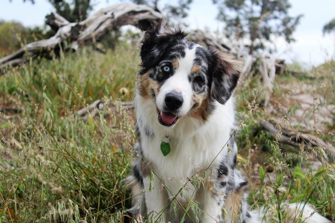 parcs et réserves interdits aux chiens 