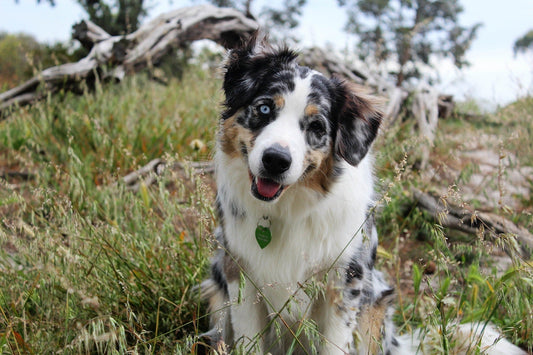 parcs et réserves interdits aux chiens 