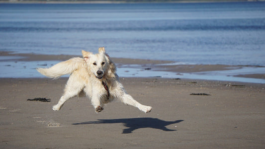 plages autorisées aux chiens en France et en Espagne
