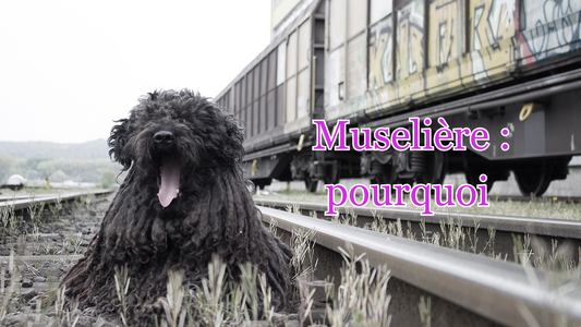 Pourquoi habituer son chien à la muselière : 5 bonnes raisons