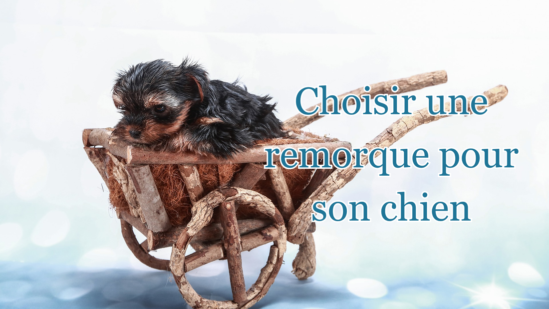Pourquoi promener un chien en remorque et comment la choisir
