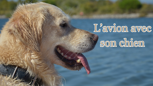 Prendre l'avion avec son chien les préparatifs