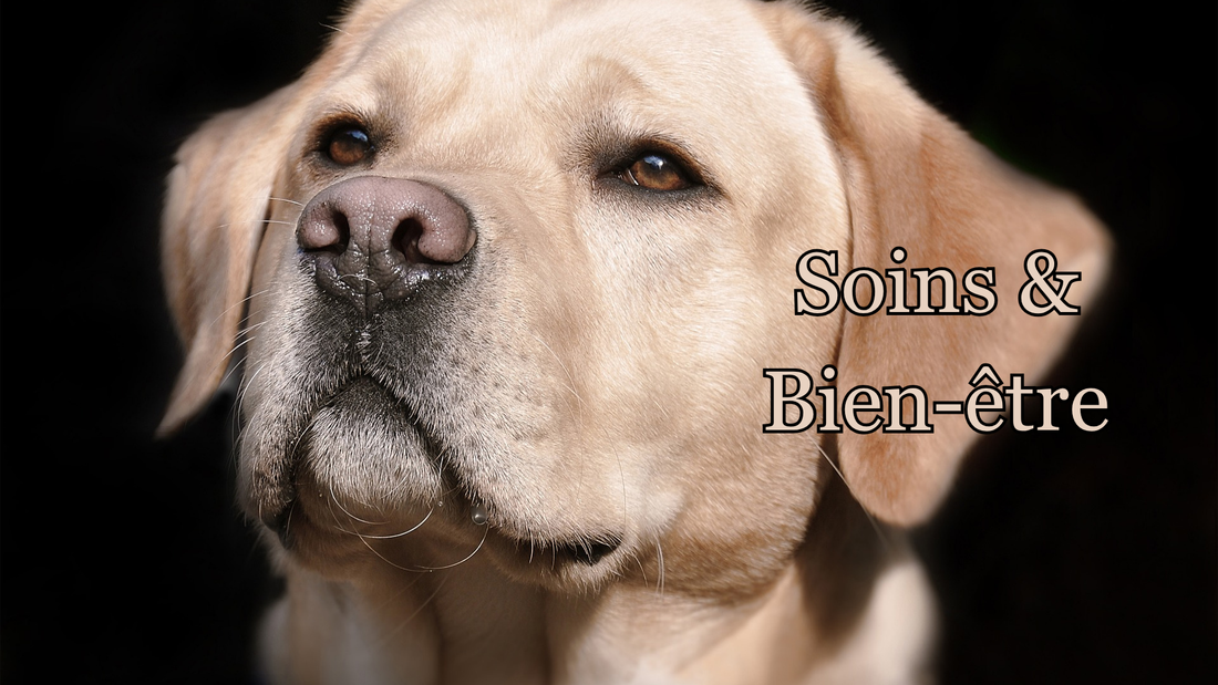 Prendre soin de son chien au quotidien : son bien-être 