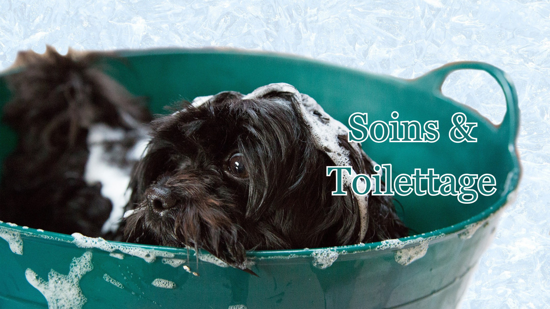 Prendre soin de son chien : le toilettage
