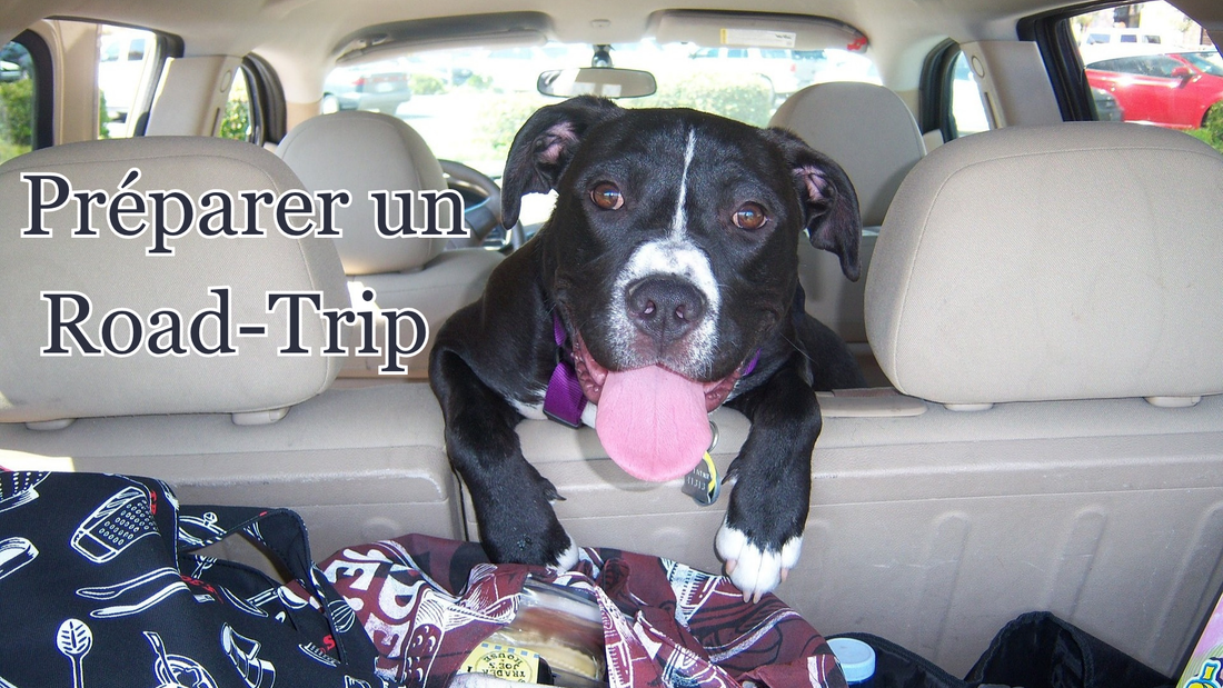 partir en voyage avec son chien : préparer son road-trip