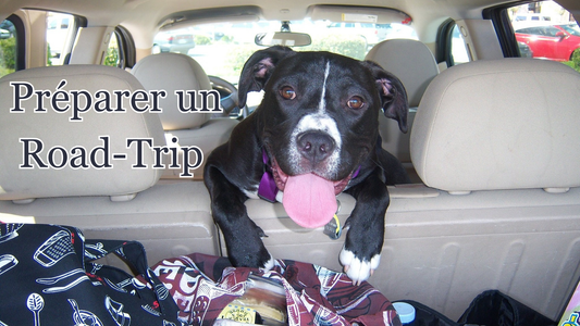 partir en voyage avec son chien : préparer son road-trip
