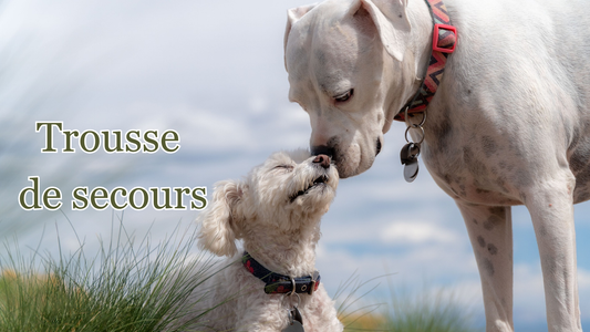 comment préparer une trousse de secours pour voyager avec son chien 