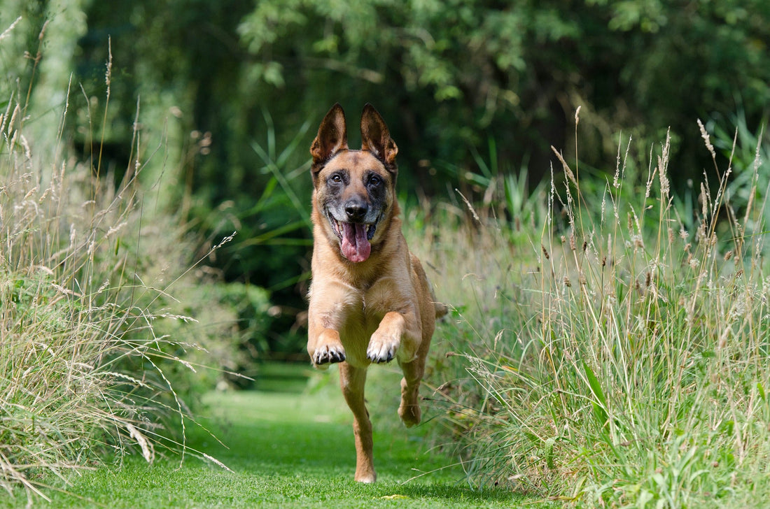les promenades journalières sont primordiales pour un chien même s'il a un grand jardin
