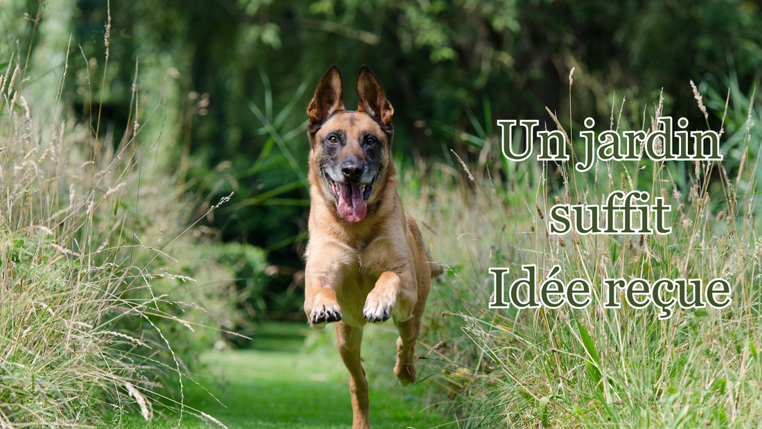 les promenades journalières sont primordiales pour un chien même s'il a un grand jardin
