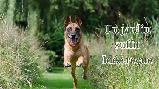 les promenades journalières sont primordiales pour un chien même s'il a un grand jardin