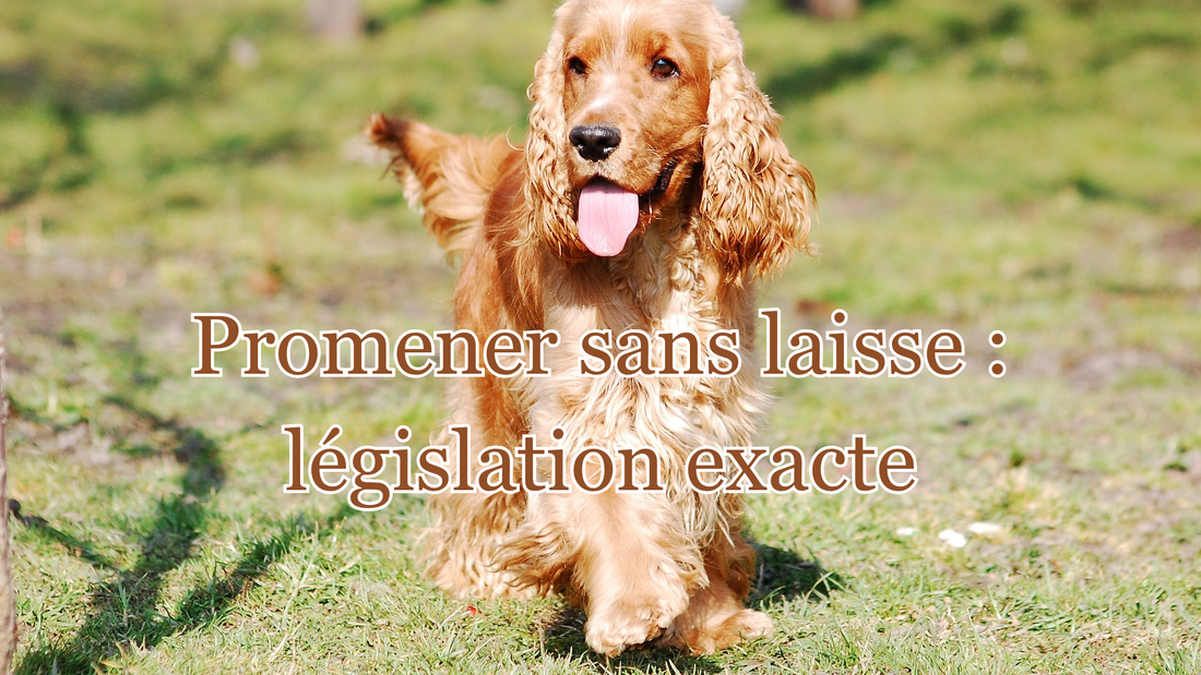 Promener un chien sans laisse : ce que dit la loi en France, divagation, amendes et exceptions