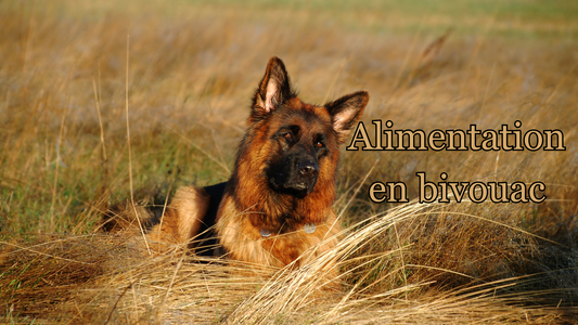 comment gérer l'alimentation du chien en bivouac