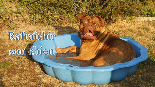 Comment rafraîchir son chien en été : 7 jeux d'eau 