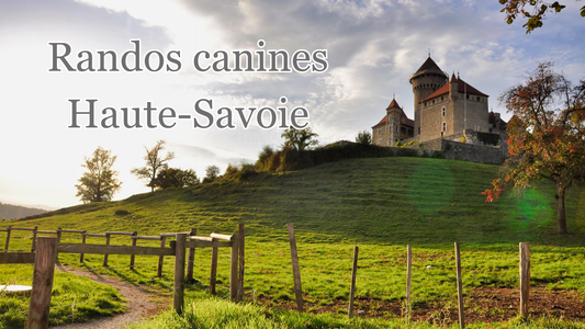 Où randonner avec son chien en Haute-Savoie