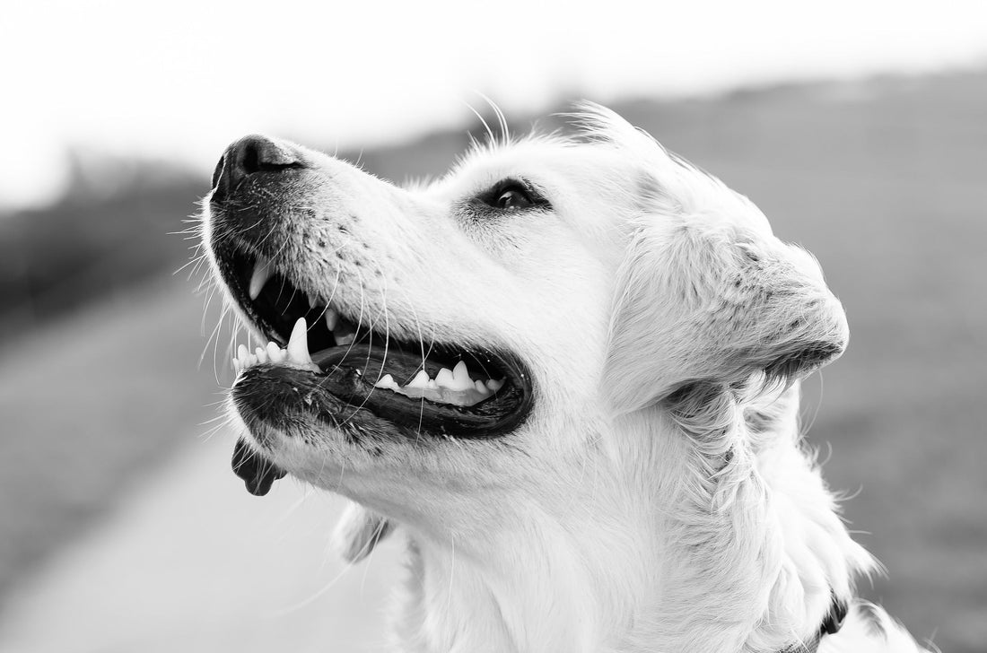 Les Codes Canins : savoir les reconnaître pour une meilleure communication avec son chien