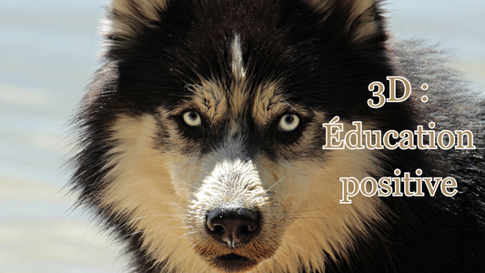 éducation canine positive la règle des 3D
