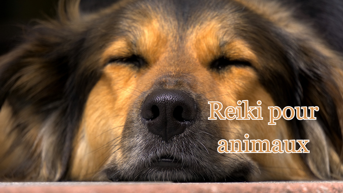 Le Reiki pour animaux découvrez ce soin énergétique extraordinaire 
