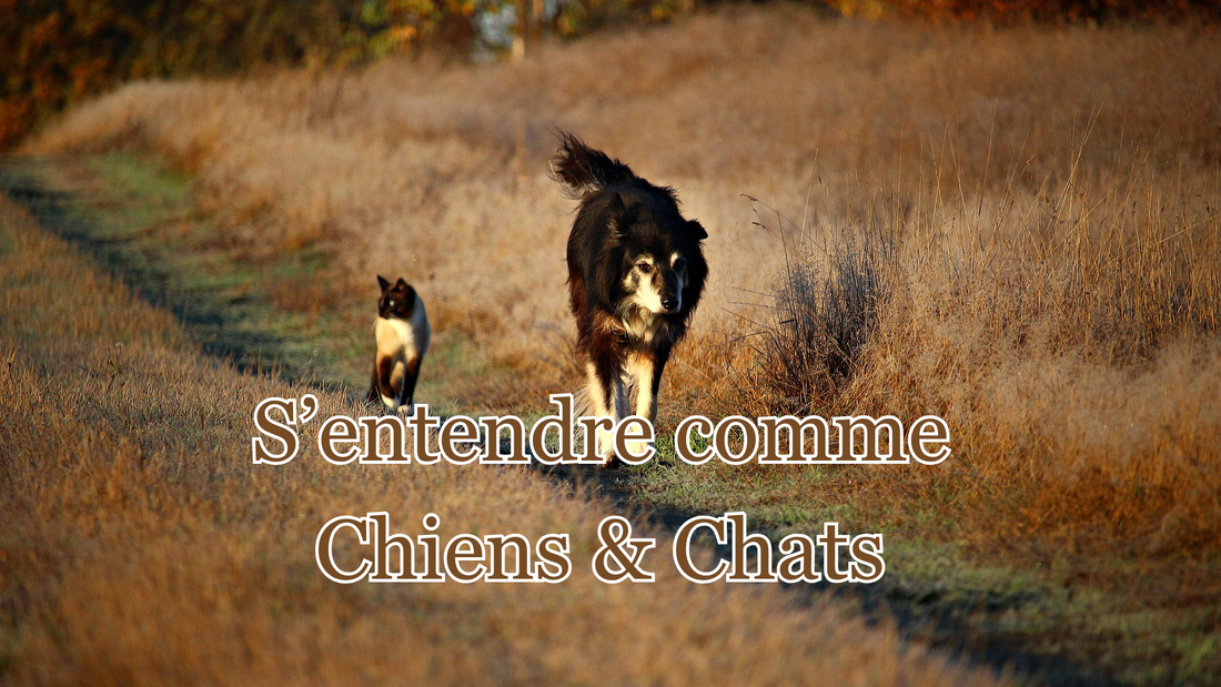 s'entendre comme chiens et chats - idée reçue