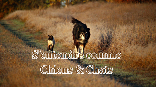 s'entendre comme chiens et chats - idée reçue