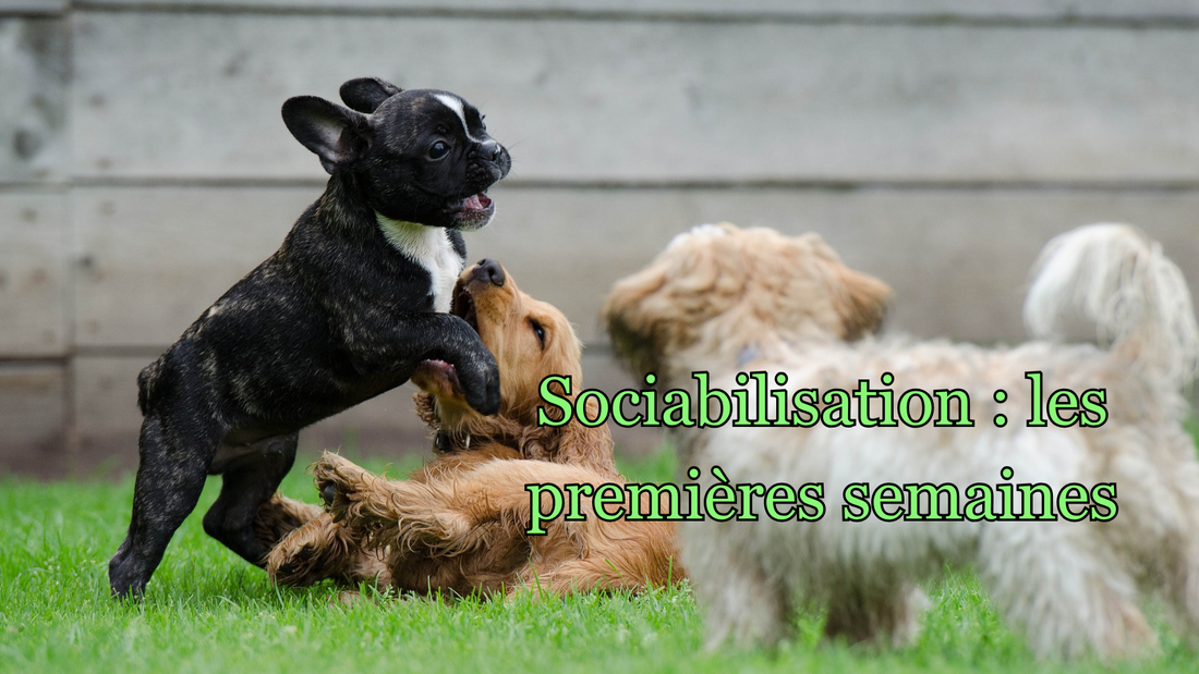 Sociabilisation du chiot de 5 à 8 semaines : stimulations et développement comportemental