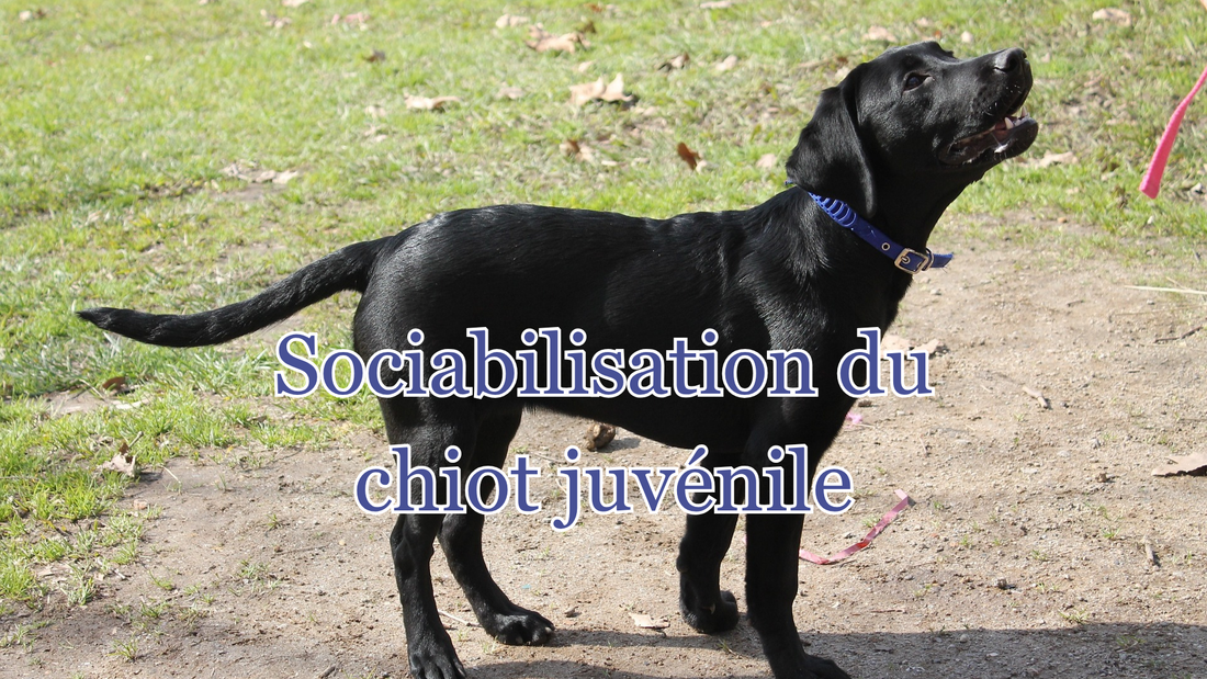 Sociabilisation du chien juvénile et en puberté : accompagner son chiot après l'adoption