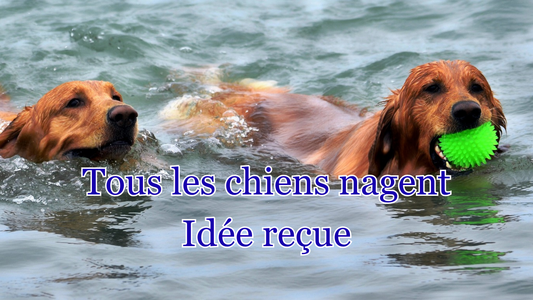 Tous les chiens savent nager - idée reçue