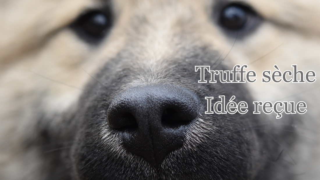 Signes inquiétants sur la truffe d'un chien