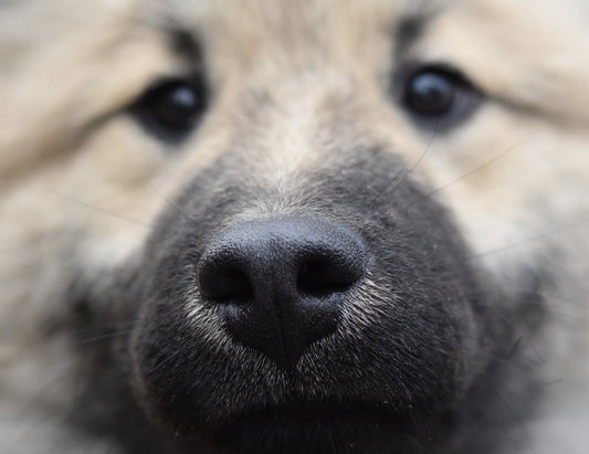 Signes inquiétants sur la truffe d'un chien