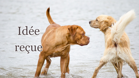 les battements de queue du chien et ses différentes significations 