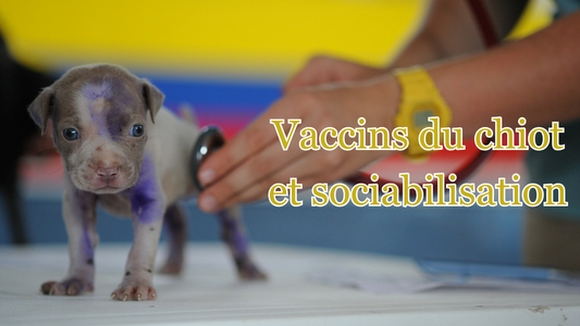 un chien sans tous ses vaccins ne doit pas sortir idée reçue 