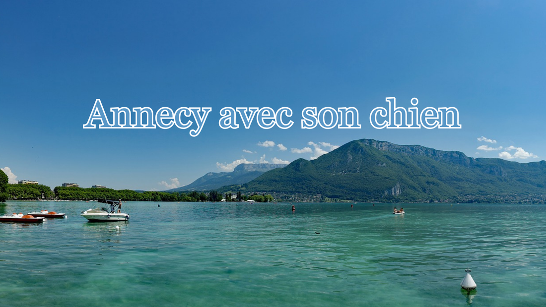 Visiter Annecy avec son chien 