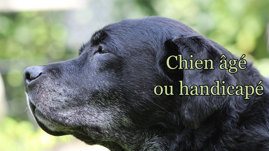Voyager avec un chien âgé ou handicapé : conseils pratiques et matériel adapté