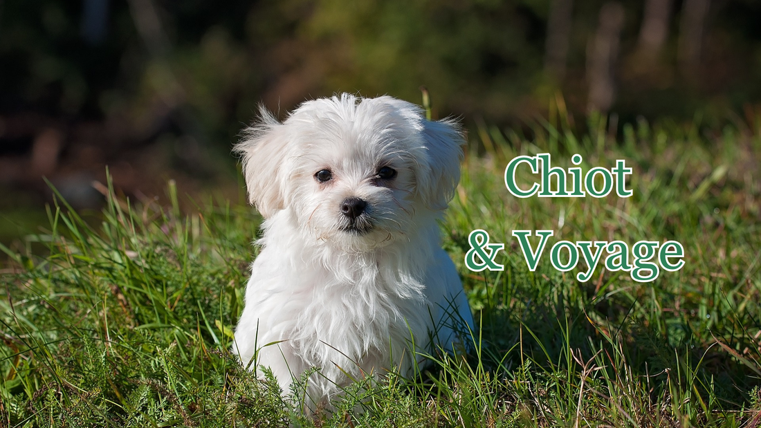 Pourquoi et comment voyager avec un jeune chien ou un chiot