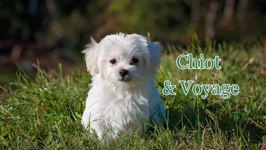 Pourquoi et comment voyager avec un jeune chien ou un chiot