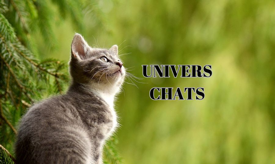 Chats