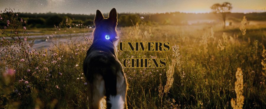 Prendre un deuxième chien pour occuper le premier afin qu'il ne s'ennuie pas n'est jamais la bonne solution 