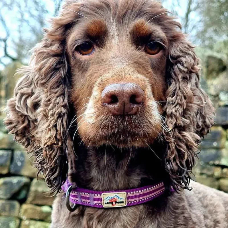 Collier pour chiens réfléchissant - Comfort Long Paws - Laisse assortie